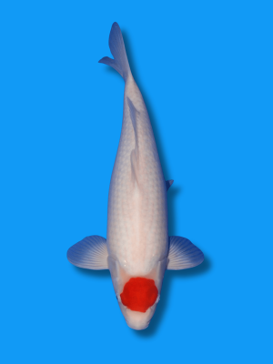 Tancho Kohaku | Koi&Co.